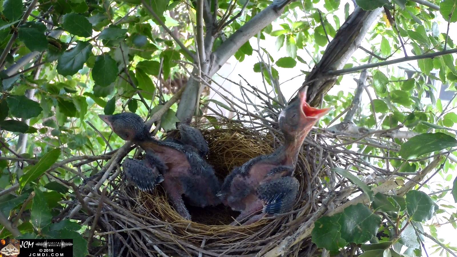 Scrub Jay nest documentary - chicks resting in nest